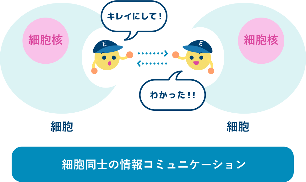 細胞修復のキーファクター